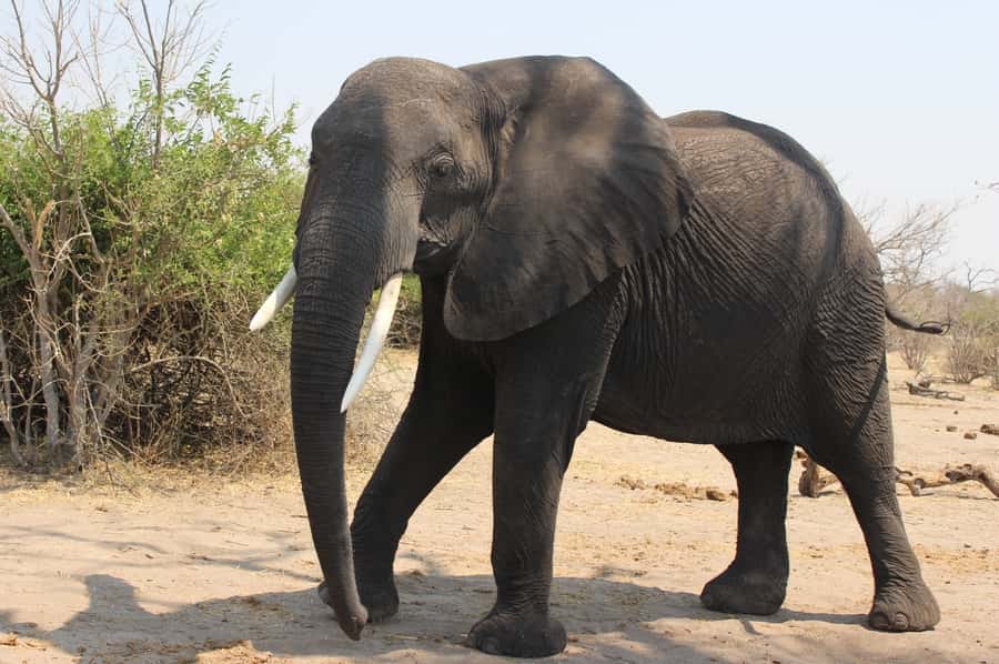 From Victoria Falls: Sunrise to Sunset Chobe Safari - The 5:00 AM pickup and road to Botswana