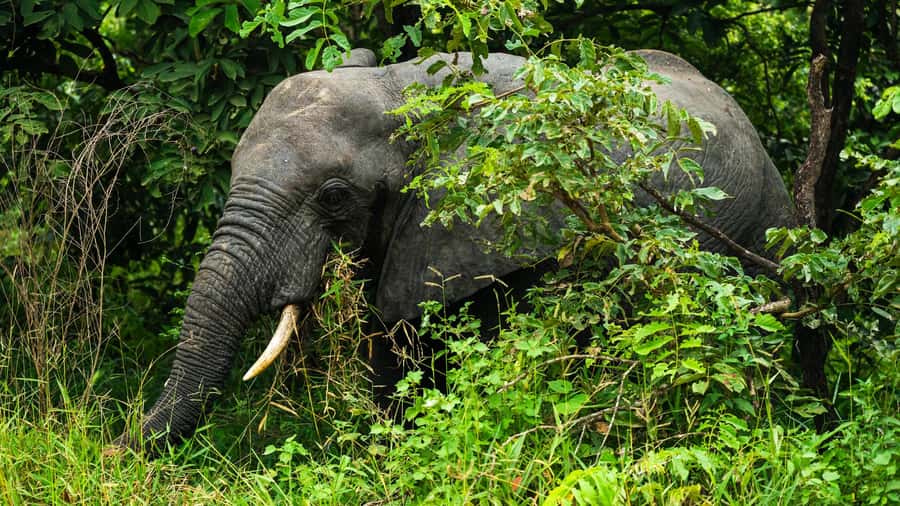 From Zanzibar: 3-Day Selous Safari Trip with Flights - Key points at a glance