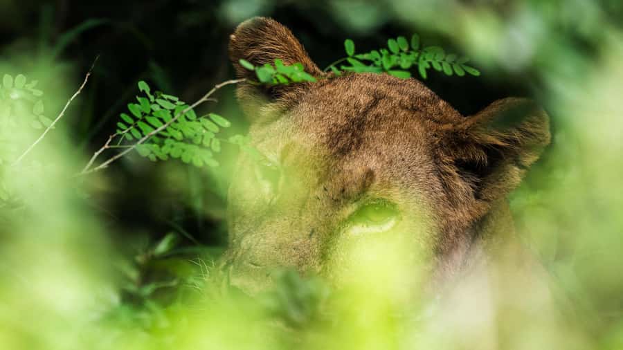 From Zanzibar: 3-Day Selous Safari Trip with Flights - Day one: straight from the airstrip to the animals