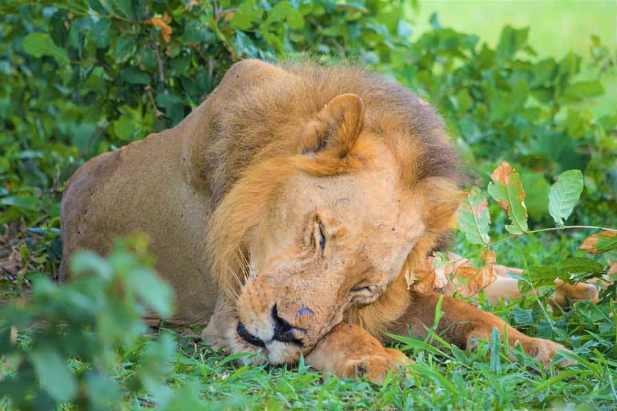 From Zanzibar: 3-Day Selous Safari Trip with Flights - Who should book it, and who should think twice