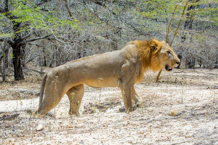 From Zanzibar: Day Selous Game Reserve Safari with Flights - From Zanzibar beaches to a bush airstrip