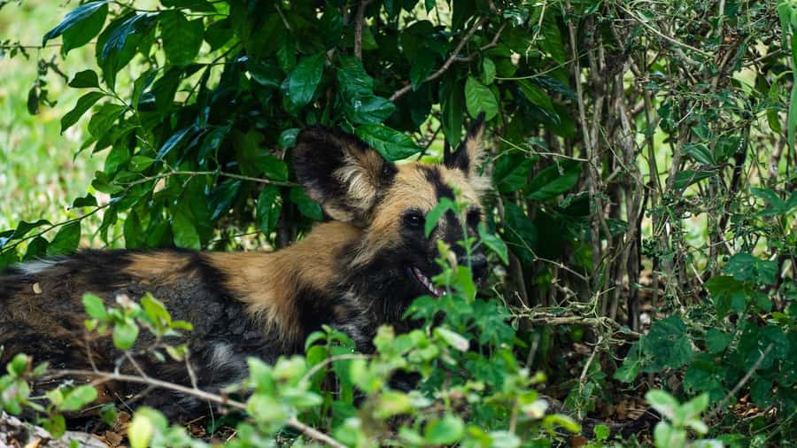 From Zanzibar: Day Selous Game Reserve Safari with Flights - Who will enjoy this safari most?