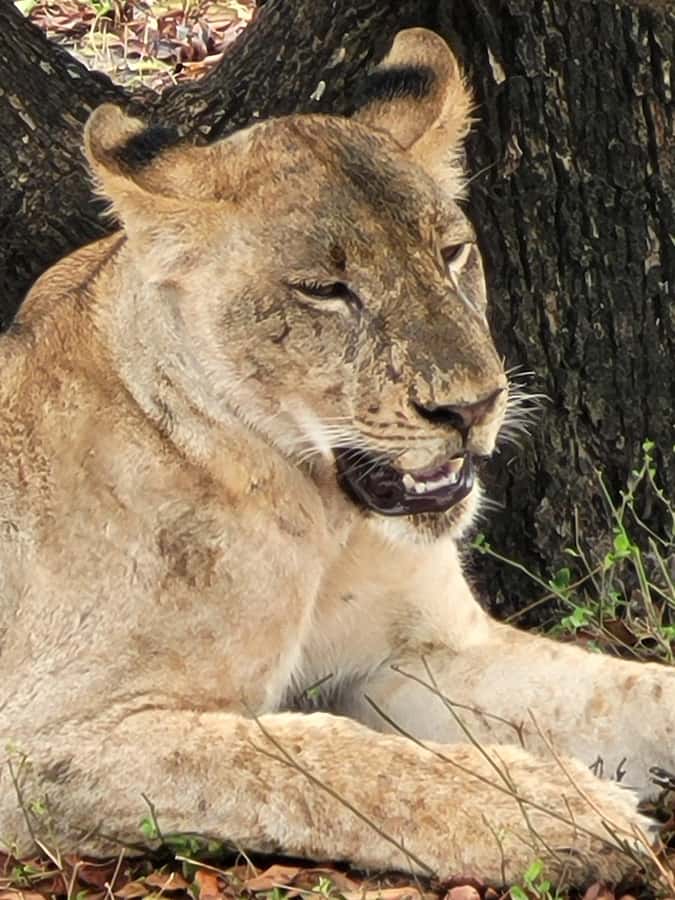 From Zanzibar: Day Selous Game Reserve Safari with Flights - Should you book the Nyerere day safari?