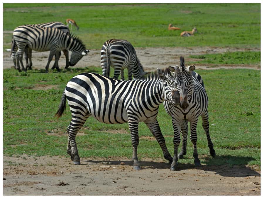 From Zanzibar: Mikumi National Park Guided Safari - Key Points Before You Book