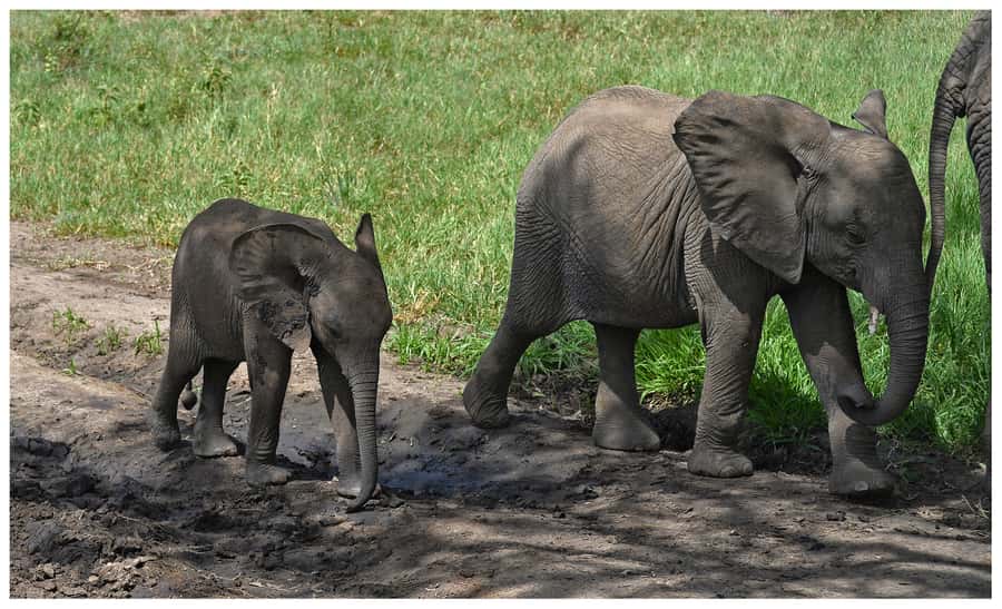 From Zanzibar: Mikumi National Park Guided Safari - The 45-Minute Flight to Mikumi