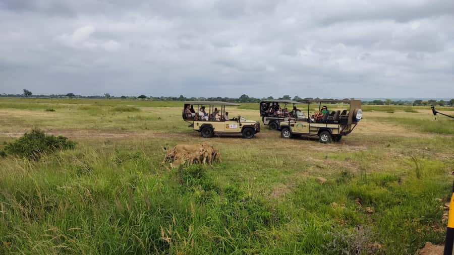 From Zanzibar: Mikumi National Park Guided Safari - Eight Hours Among Mikumi’s Wildlife