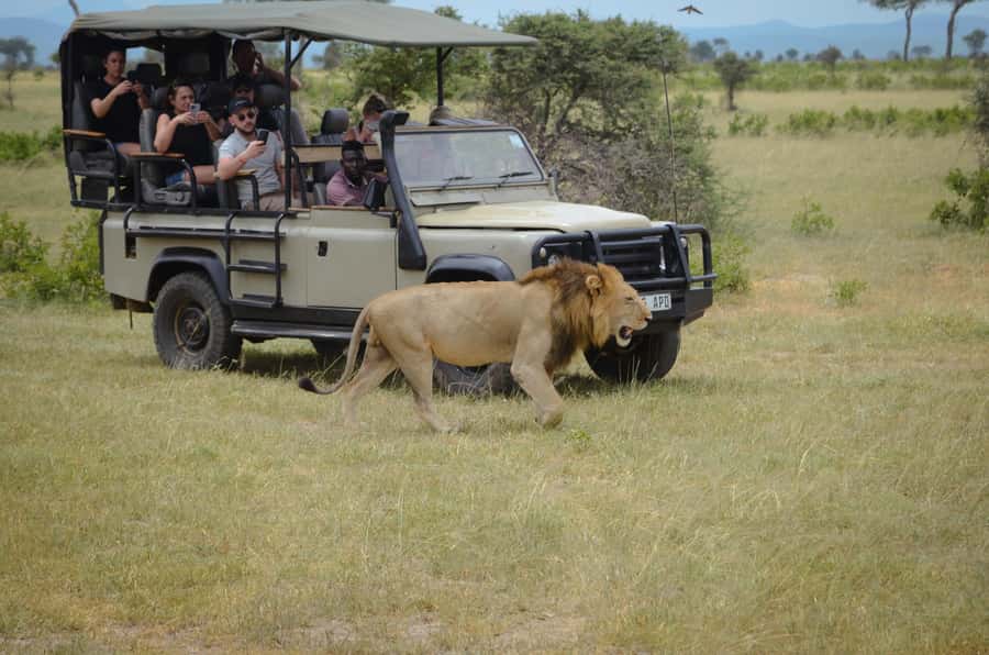 From Zanzibar: Mikumi National Park Guided Safari - Bush Lunch at 12:30