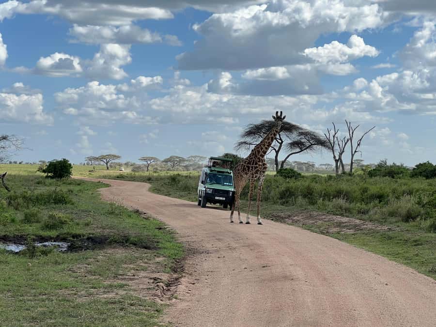 From Zanzibar: Mikumi National Park Guided Safari - From Your Zanzibar Hotel to the Mikumi Airstrip