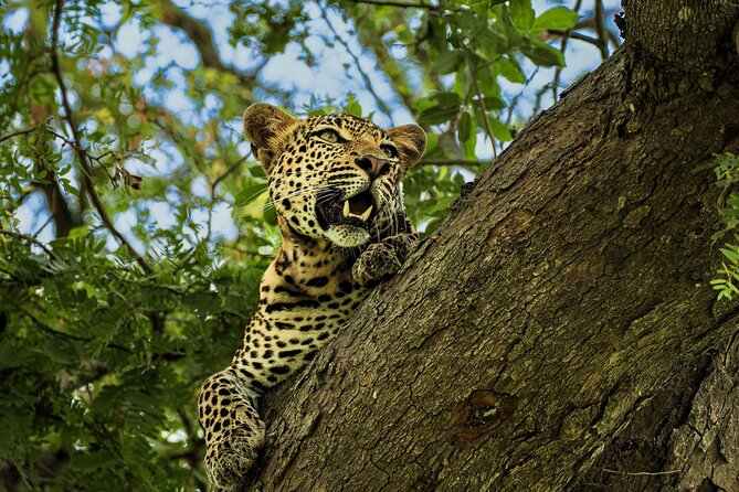 From Zanzibar: Mikumi Safari Day Trip with Flights and Meal - Key Points Before You Book