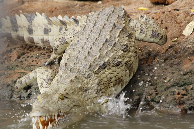 From Zanzibar: Mikumi Safari Day Trip with Flights and Meal - Why Mikumi Works as a Day Trip from Zanzibar