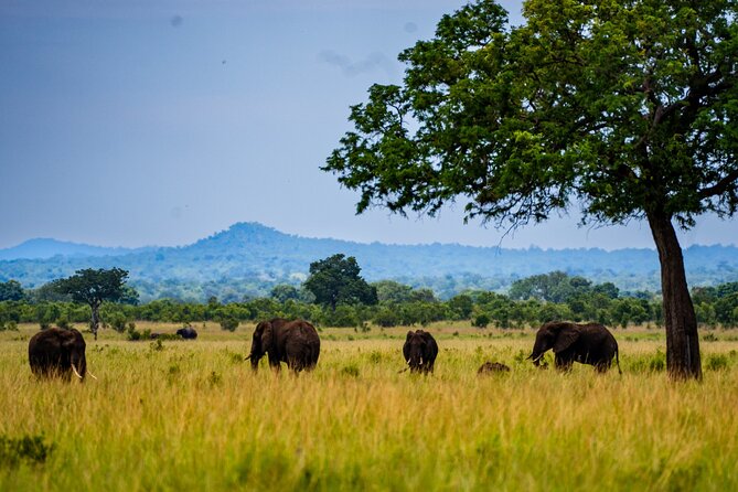 From Zanzibar: Mikumi Safari Day Trip with Flights and Meal - Landing Near the Park and Meeting Your Guide