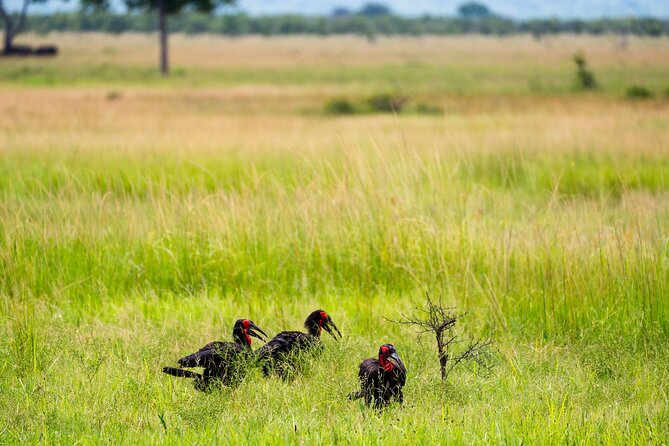 From Zanzibar: Mikumi Safari Day Trip with Flights and Meal - A Bush Lunch Around 1:00 PM