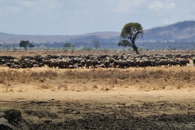 From Zanzibar: Mikumi Safari Day Trip with Flights and Meal - The Afternoon Drive and Return Flight