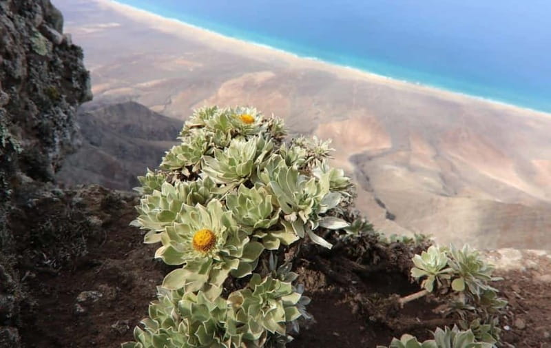 Fuerteventura: Cofete Safari - Puertito gives you 75 minutes to choose your own break