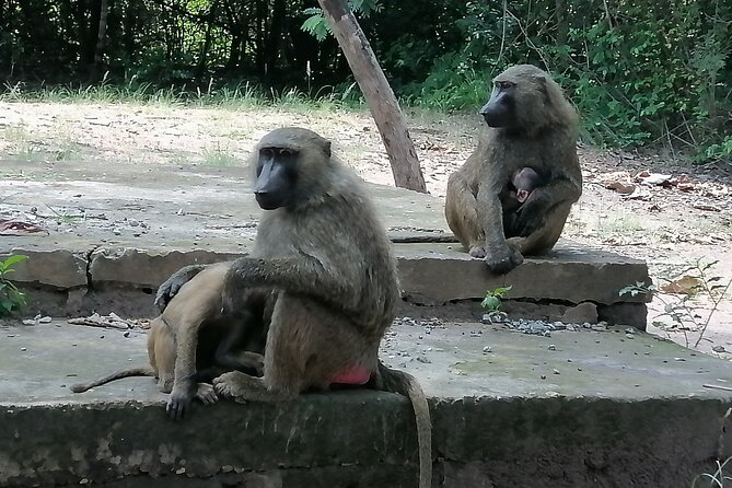 Full-Day Accra Safari and Boat Cruise Private Tour - Transport, comfort, and the seven-hour schedule