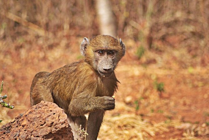 Full-Day Accra Safari and Boat Cruise Private Tour - Who should book this experience?