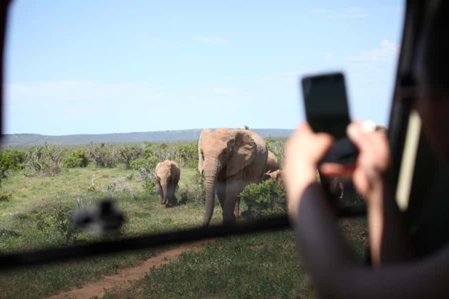 Full-Day All Inclusive Safari with Traditional Braai Lunch - Key points to know before you book