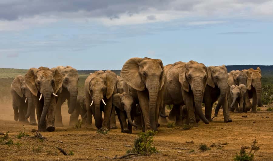 Full-Day All Inclusive Safari with Traditional Braai Lunch - Why a full day in Addo works so well