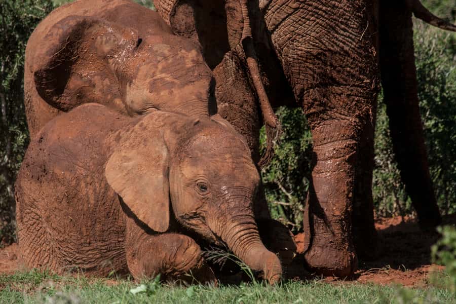 Full-Day All Inclusive Safari with Traditional Braai Lunch - The braai lunch is more than a quick park stop