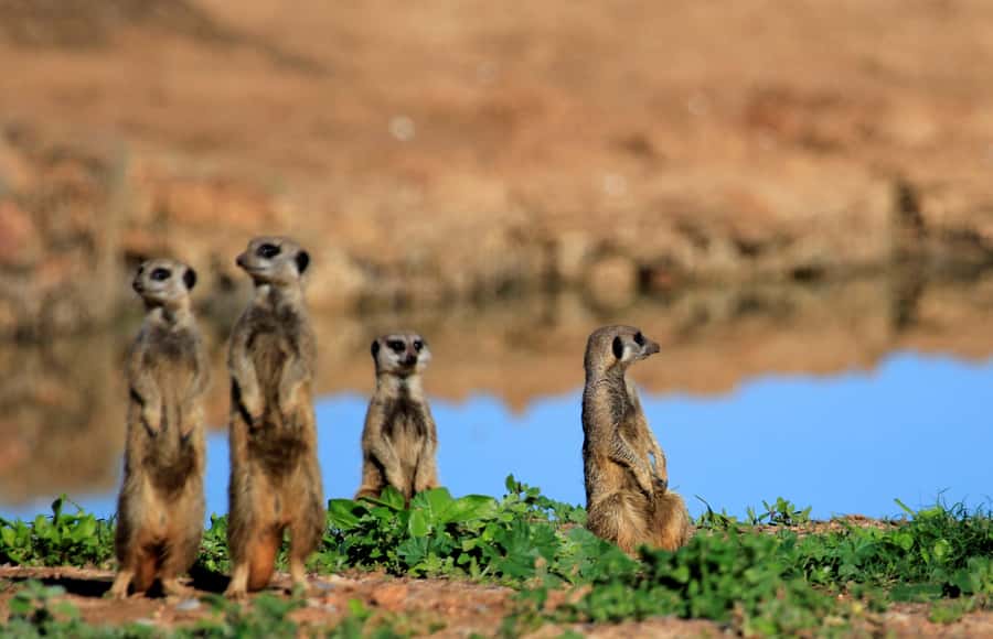 Full-Day All Inclusive Safari with Traditional Braai Lunch - Afternoon drive: more time for changing animal activity