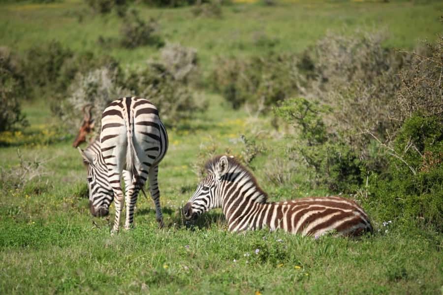 Full-Day All Inclusive Safari with Traditional Braai Lunch - What the guides add to the day