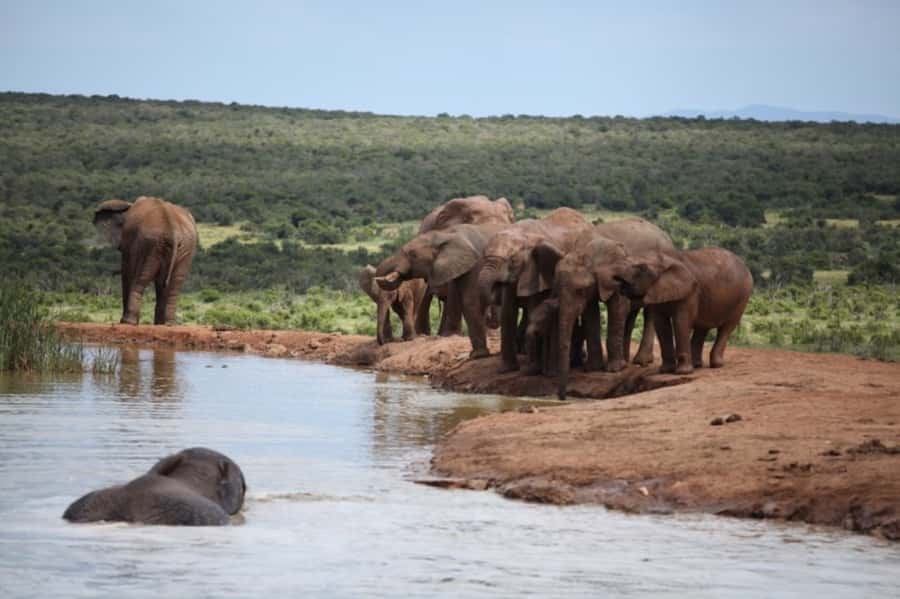 Full-Day All Inclusive Safari with Traditional Braai Lunch - Morning drive: antelope, zebra, and the first big sightings