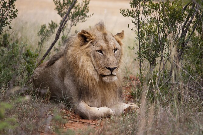 Full Day Big 5 Aquila Safari Private Transfers Including Park Fee From Cape Town - Why this safari works well from Cape Town