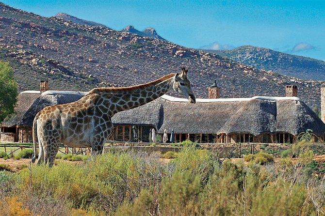 Full Day Big 5 Aquila Safari Private Transfers Including Park Fee From Cape Town - The shared Aquila game drive
