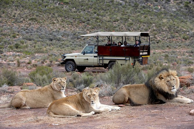 Full Day Big 5 Aquila Safari Private Transfers Including Park Fee From Cape Town - Who should book this day out?