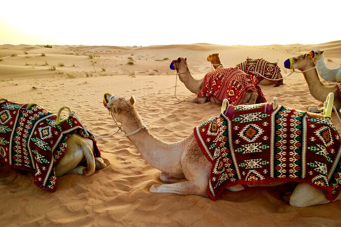 Full-Day DesertSafari with Camel Ride,InlandSea & BBQ Desert Camp - Who will enjoy this desert safari most?