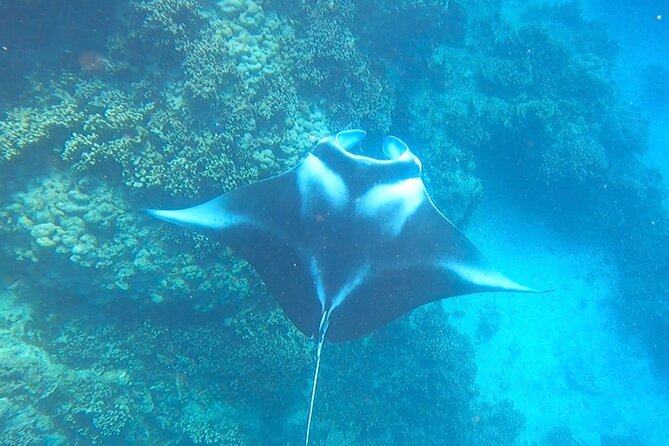 Full-day Lagoon Safari Tour with Lunch in Bora Bora - Shared tour - The manta ray stop comes with a caveat