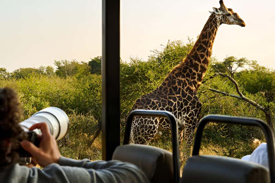 Full-Day Pilanesberg Safari from Sun City - Key points at a glance