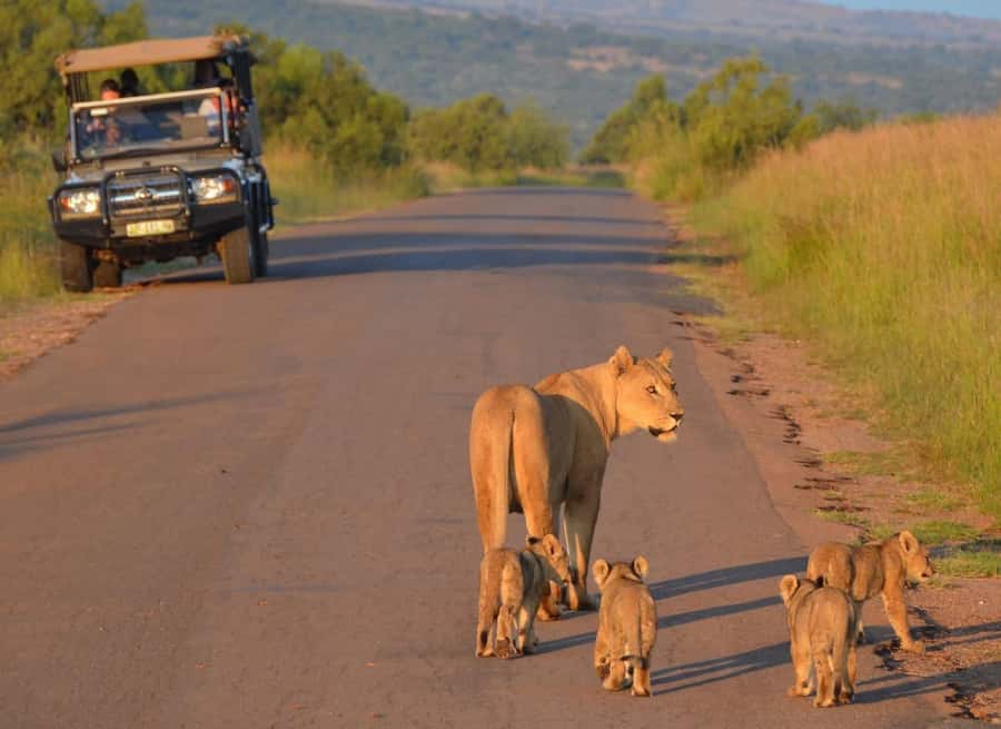 Full-Day Pilanesberg Safari from Sun City - Why Pilanesberg works well from Sun City