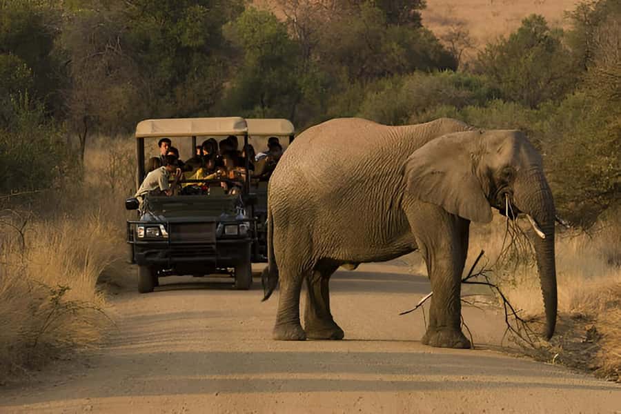 Full-Day Pilanesberg Safari from Sun City - How this safari compares with your expectations
