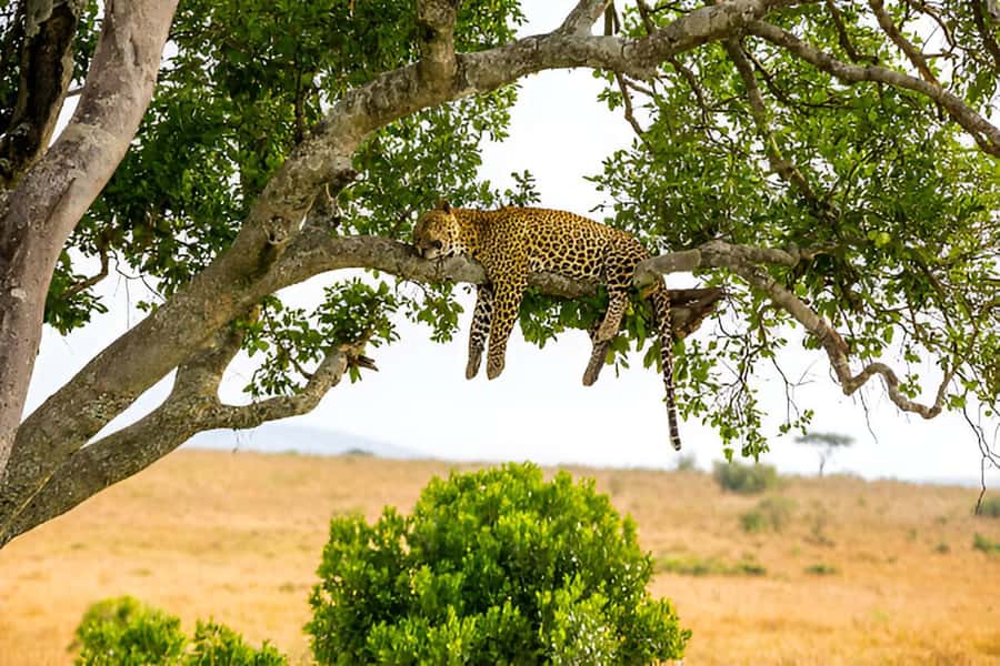 Full-Day Pilanesberg Safari from Sun City - Who should book this experience