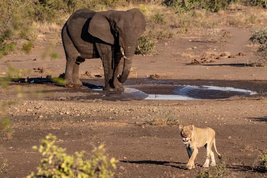 Full-Day Private Big 5 Safari in Kruger National Park - Who should book this safari