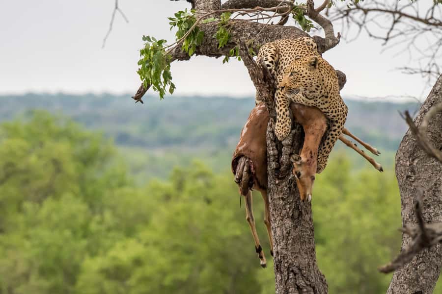 Full-Day Private Big 5 Safari in Kruger National Park - The first game drive: predators, tracks, and patient searching