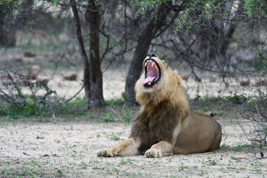 Full-Day Private Big 5 Safari in Kruger National Park - Bush coffee at a viewpoint