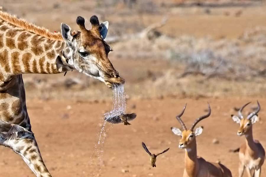 Full-Day Private Big 5 Safari in Kruger National Park - Late breakfast and a change of scenery