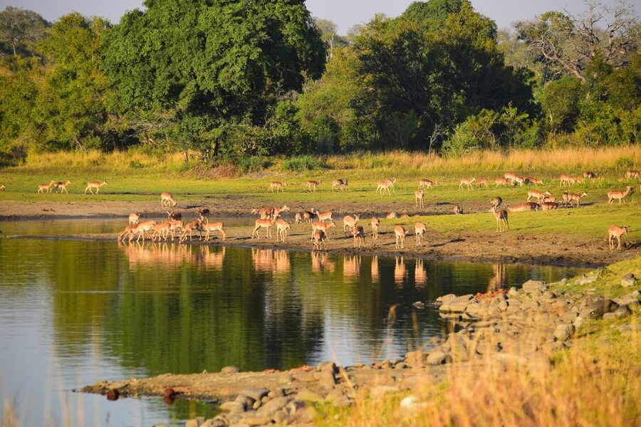 Full-Day Private Big 5 Safari in Kruger National Park - Afternoon waterholes and riverbanks