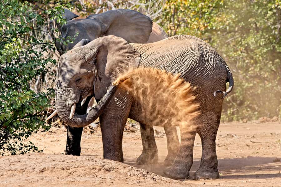Full-Day Private Big 5 Safari in Kruger National Park - The Big 5: realistic expectations