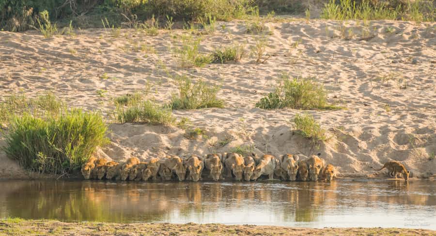 Full-Day Private Big 5 Safari in Kruger National Park - What the $399 price really buys