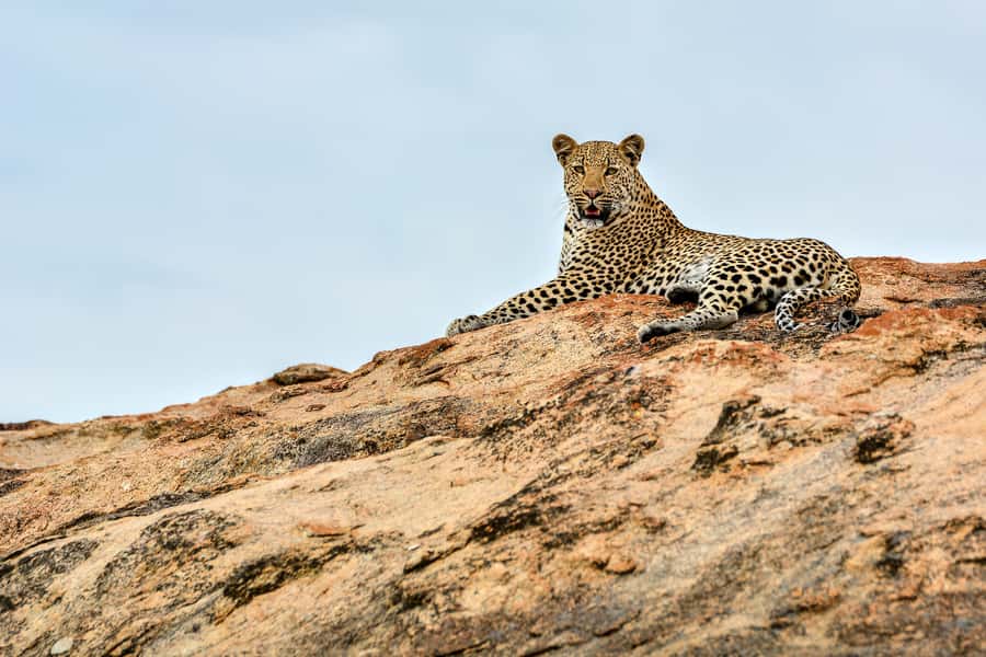 Full-Day Private Big 5 Safari in Kruger National Park - The pre-sunrise pickup from Hazyview or Skukuza