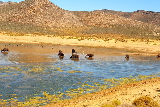 Full-Day Safari Aquila Game Reserve from Cape Town - Paarl: rock, vineyards, and Afrikaans culture