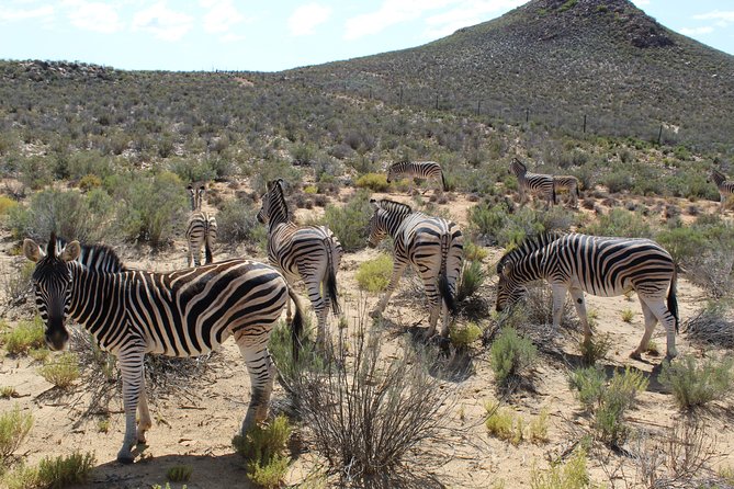 Full-Day Safari Aquila Game Reserve from Cape Town - Franschhoek: French roots and a famous prison