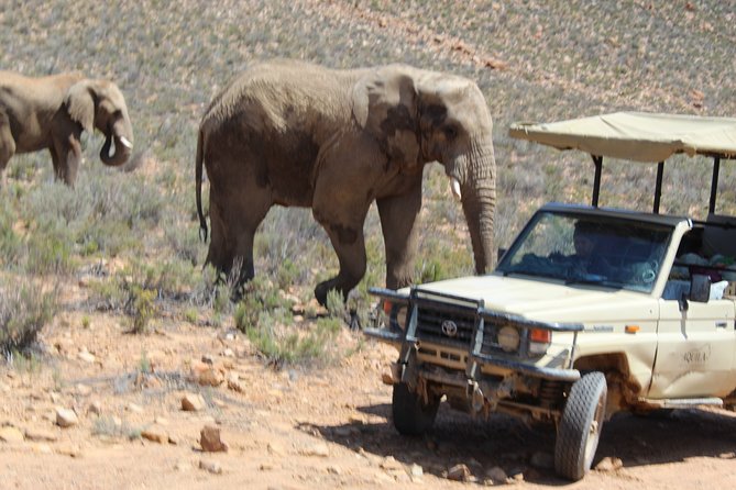 Full-Day Safari Aquila Game Reserve from Cape Town - Worcester and Robertson on the way to Aquila
