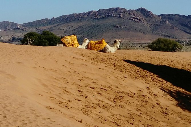 Full-Day Safari Small Desert With Lunch - Transport, comfort, and the long road