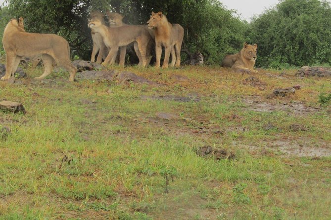 Full Day Safari Tour of Pilanesberg National Park, Open Jeep experience - The early pickup from Johannesburg