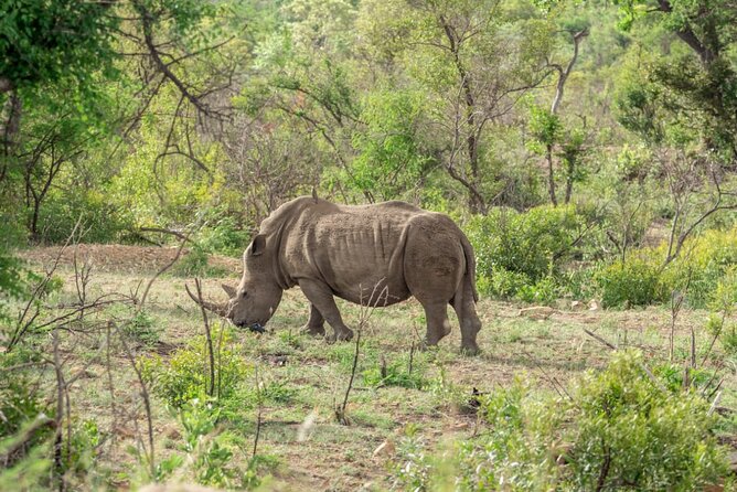 Full Day Safari Tour of Pilanesberg National Park, Open Jeep experience - Lunch, water, and the practical rhythm of the day