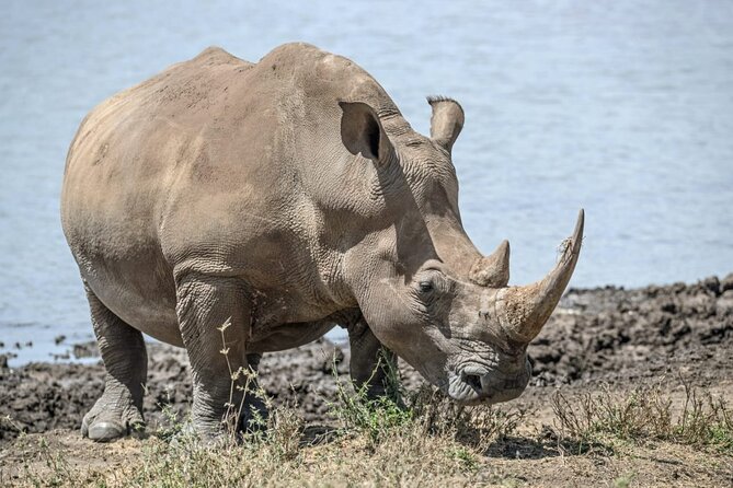 Full Day Safari Tour of Pilanesberg National Park, Open Jeep experience - How the $155.29 price holds up